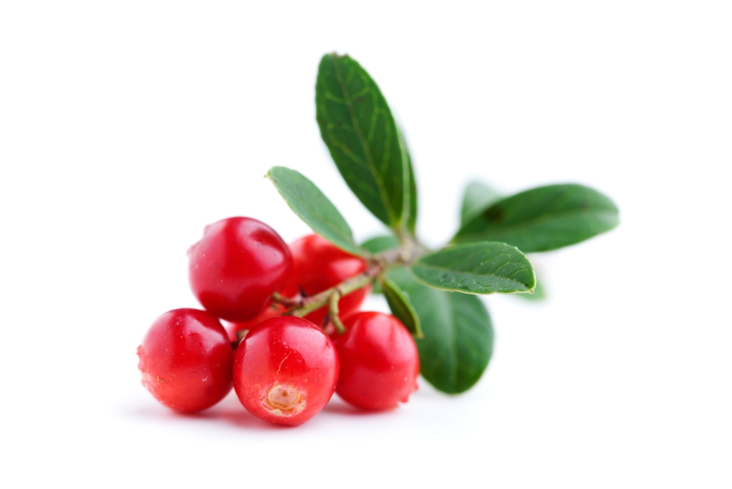 __thumb_-2-LietuvaC&euroberries.ee/wp-content/uploads/2013/06/shutterstock_109666859-pohl.jpg