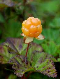 Cloudberry