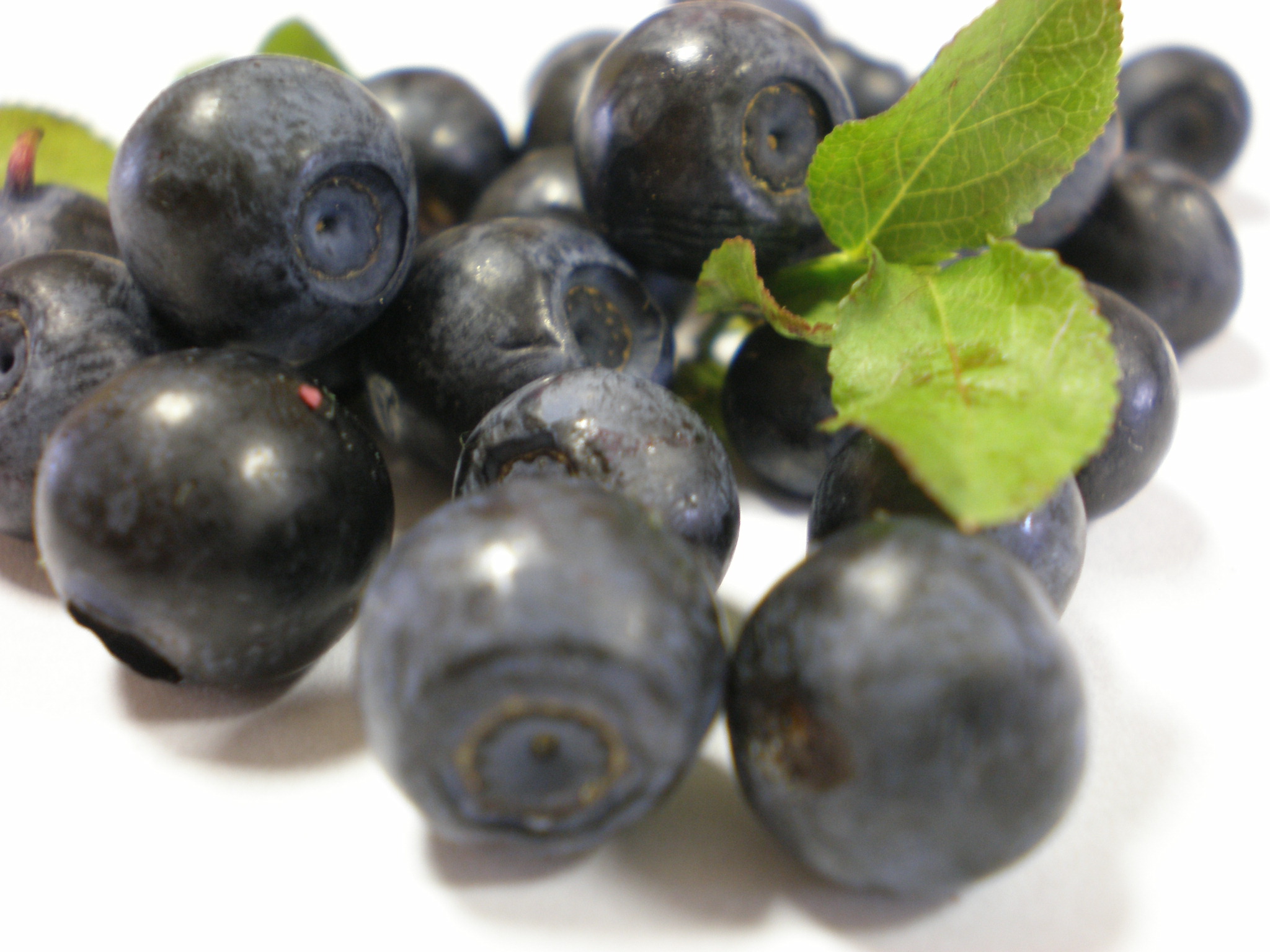 Bilberry