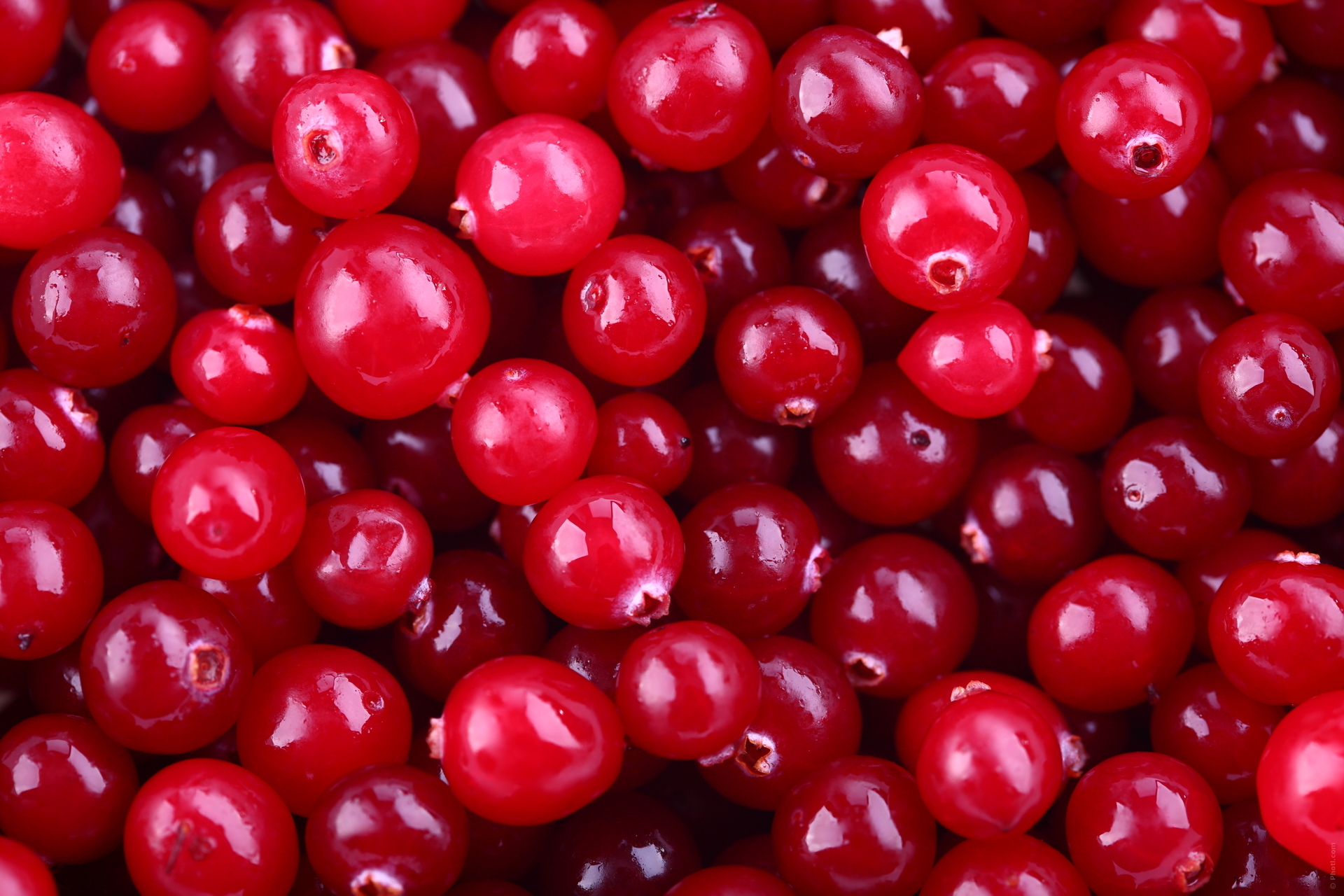 cranberry