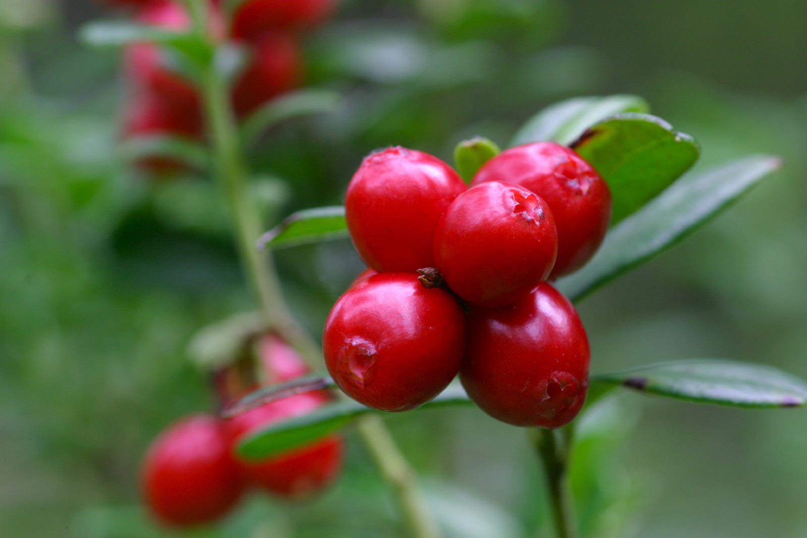 lingonberry