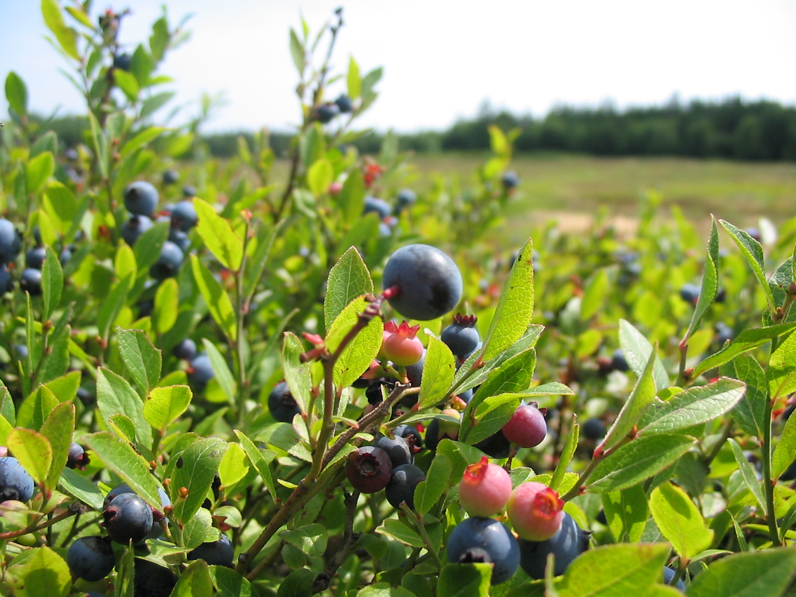 bilberries