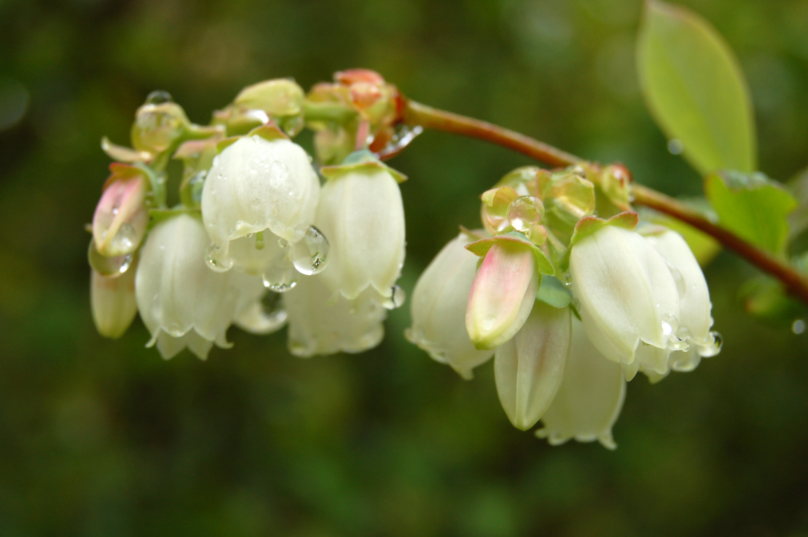 bilberry blossoms