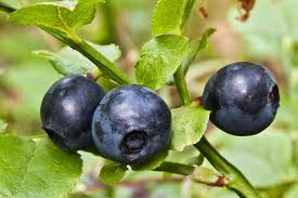 Bilberry