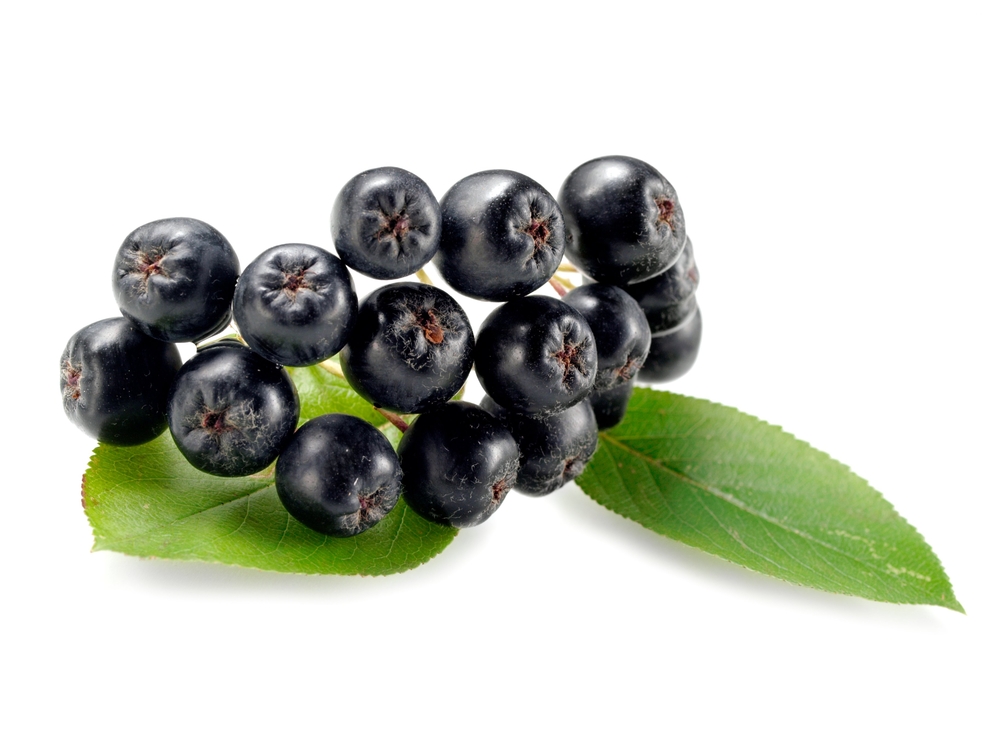 aronia